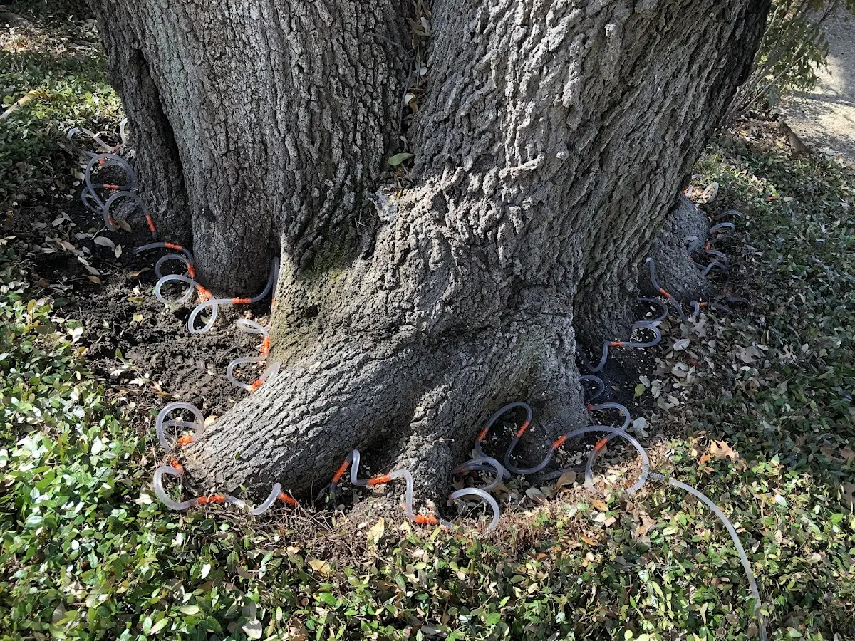 Detailed Tree Cabling and Bracing job site in Gerton