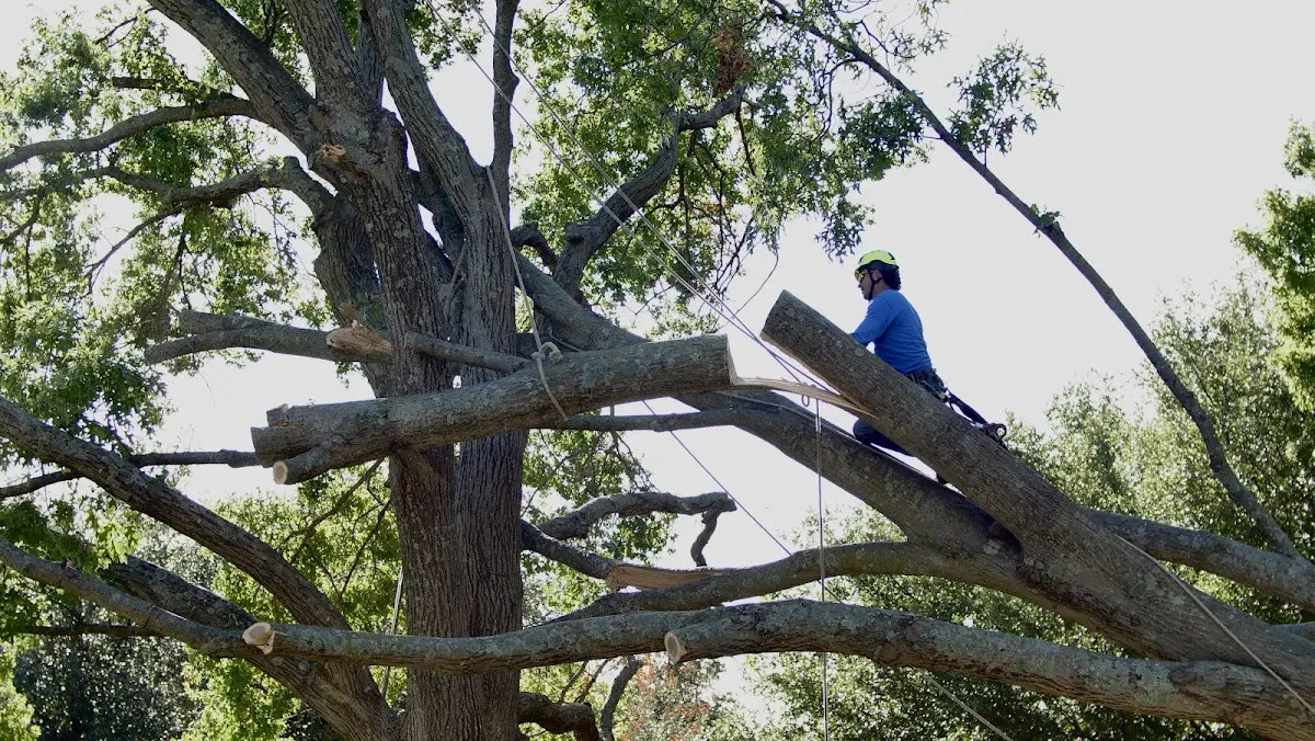 Professional Crown Thinning performed by certified arborists in Gerton