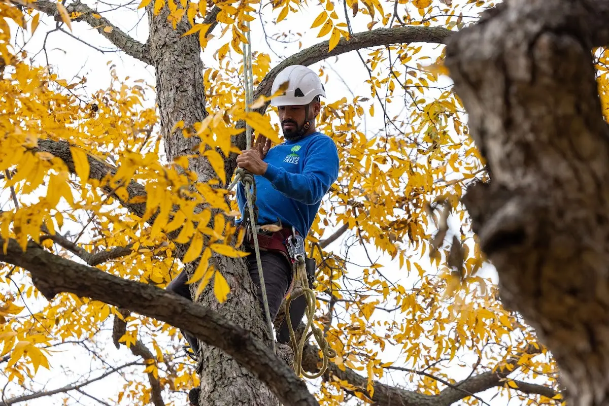 Skilled Tree Disease Treatment crew working in Gerton