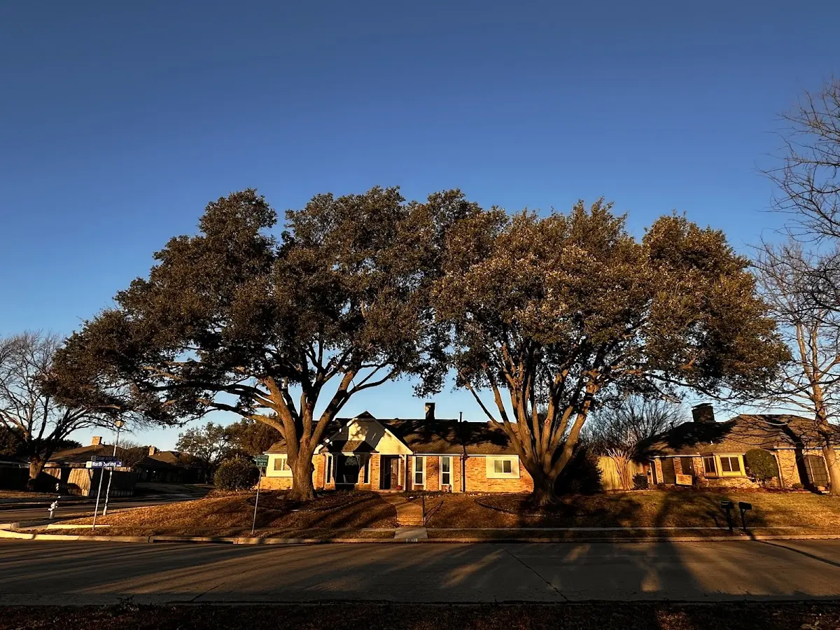 Established residential canopy tree shading a home in Gerton